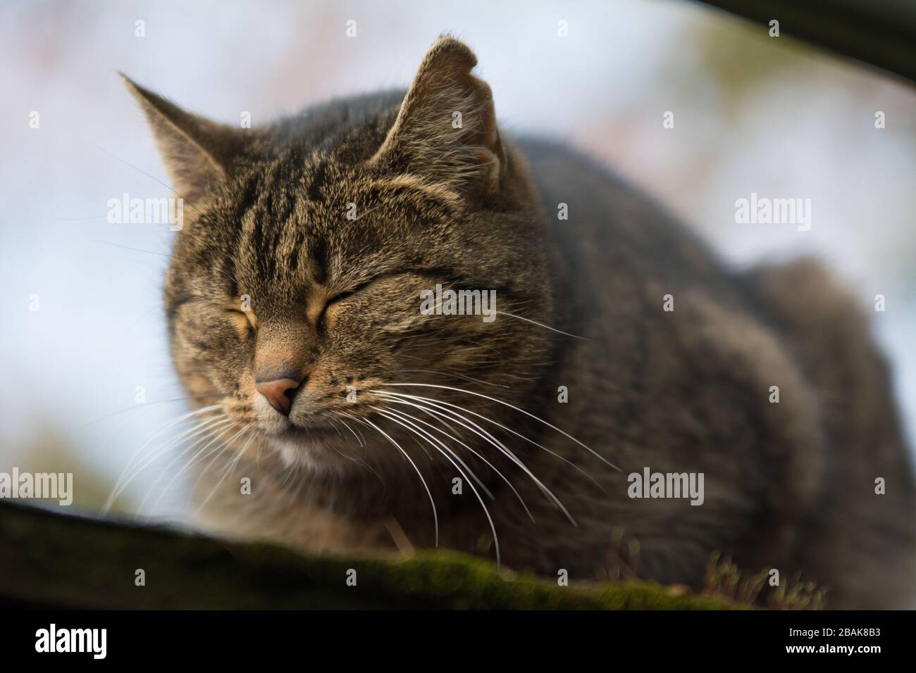 Close-up of a sprayed tabby cat with incision scar on her ear resting Stock Photo