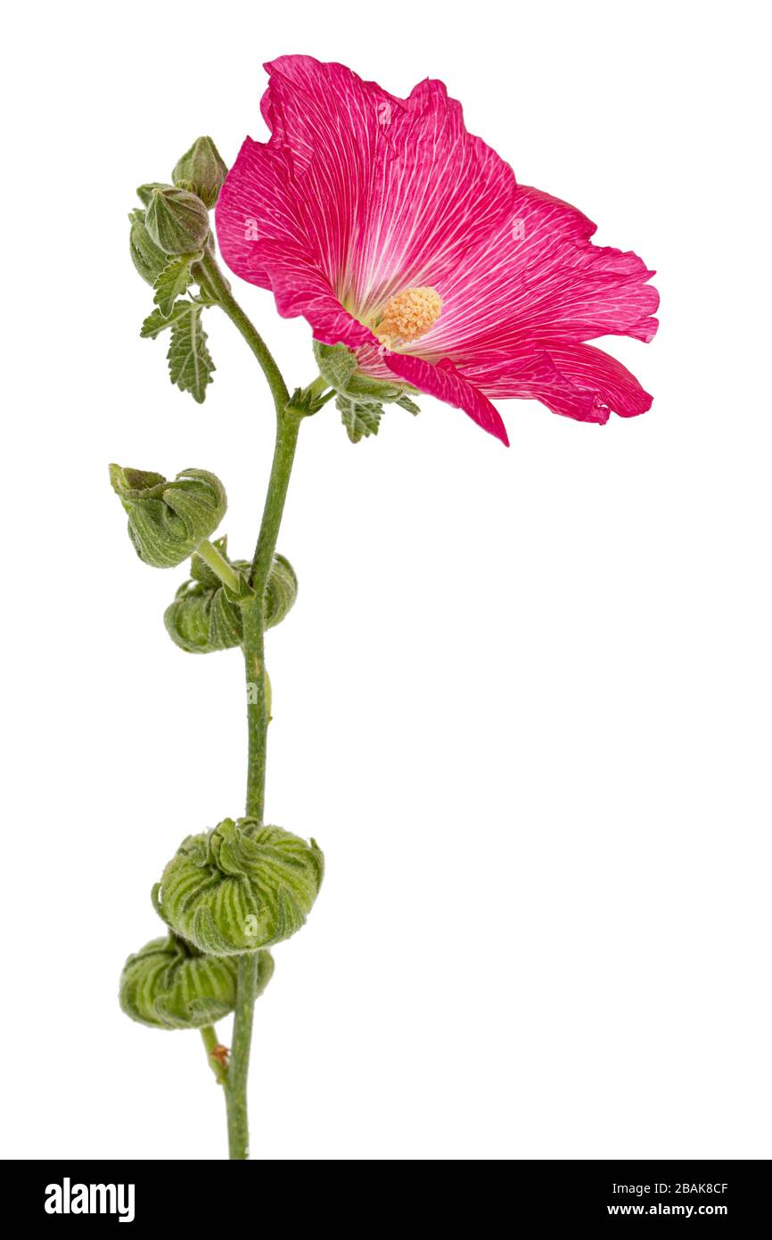Red flower of mallow, isolated on white background Stock Photo - Alamy