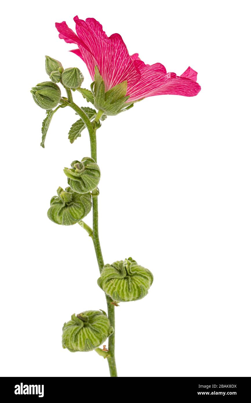 Red flower of mallow, isolated on white background Stock Photo - Alamy