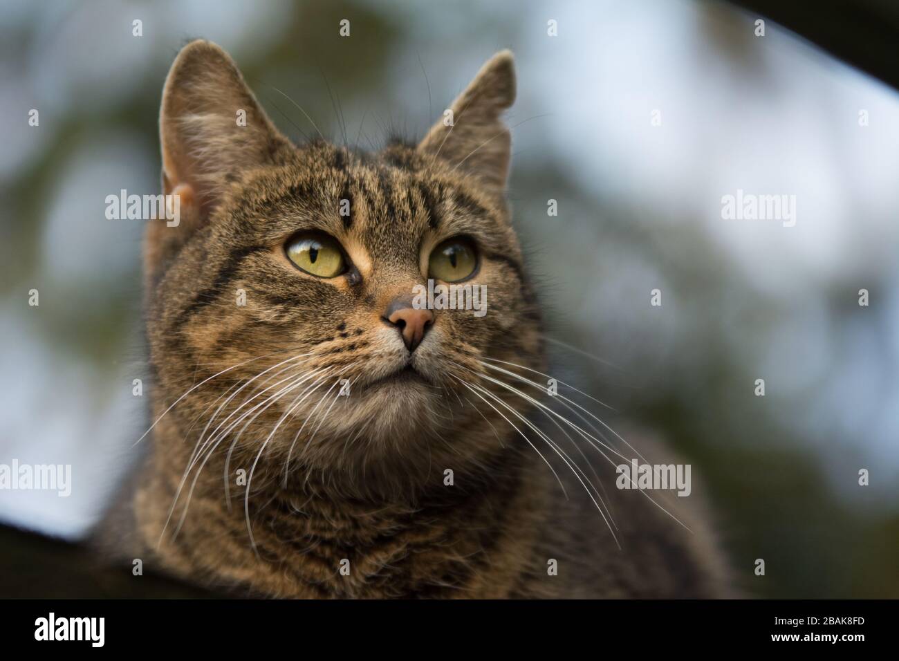 Close-up of a gray tabby cat with incision scar on her ear looking at something - copy space Stock Photo