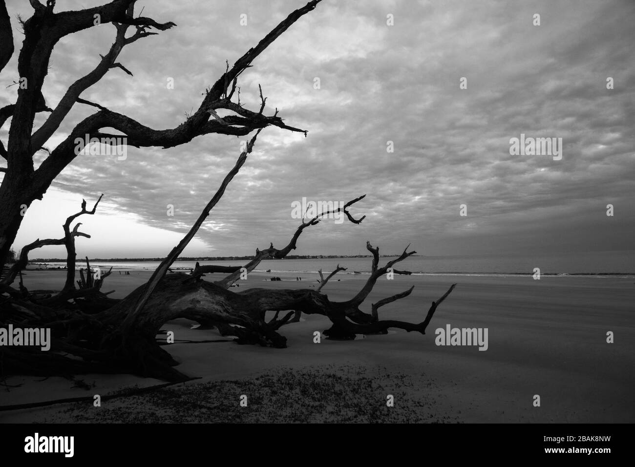 Driftwood on the Ocean beach Stock Photo Alamy