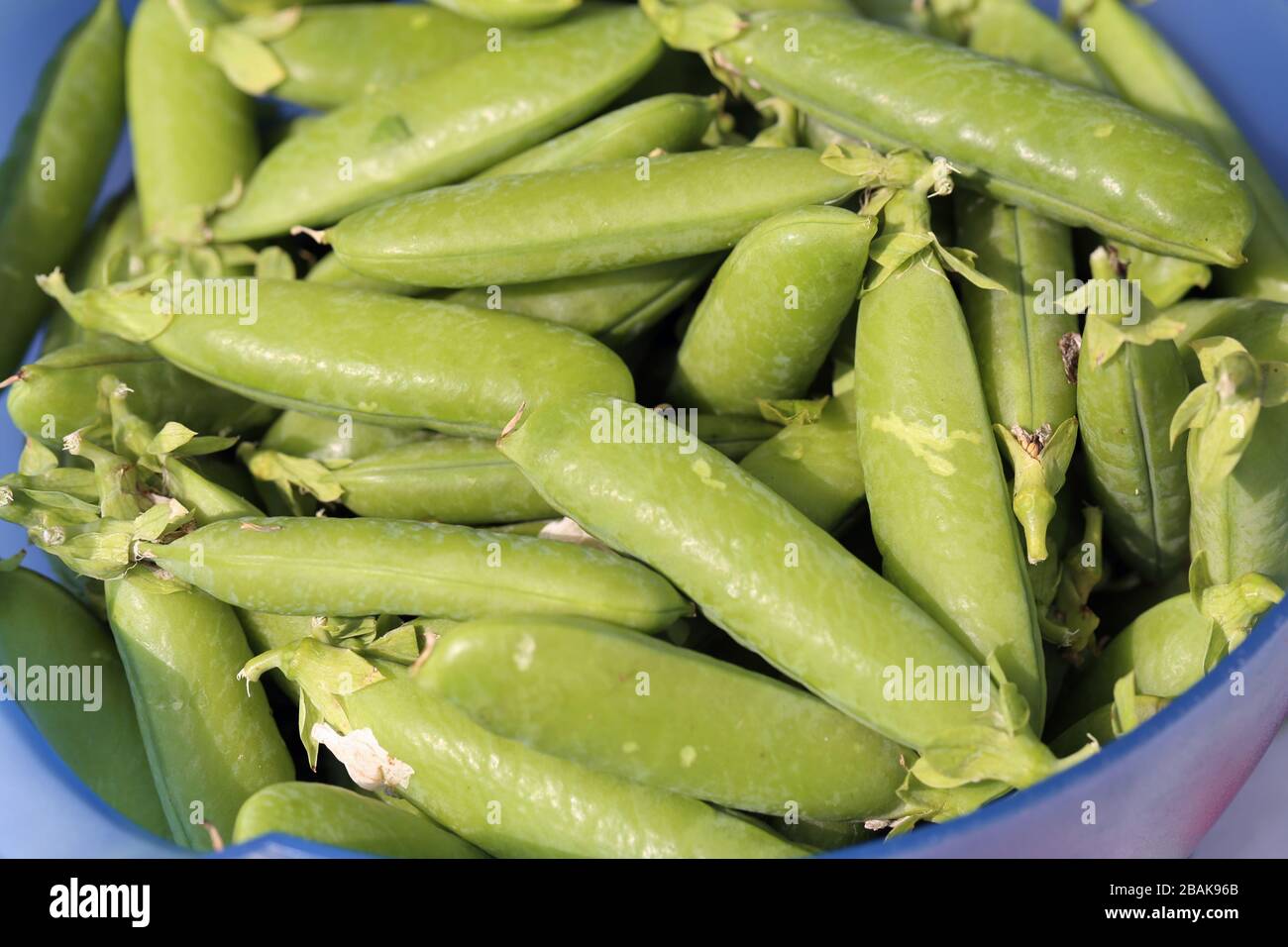 Fresh green peas in their pods in a closeup / macro image. Pea pods are in a blue plastic bowl. Delicious, healthy fresh food straight from garden. Stock Photo