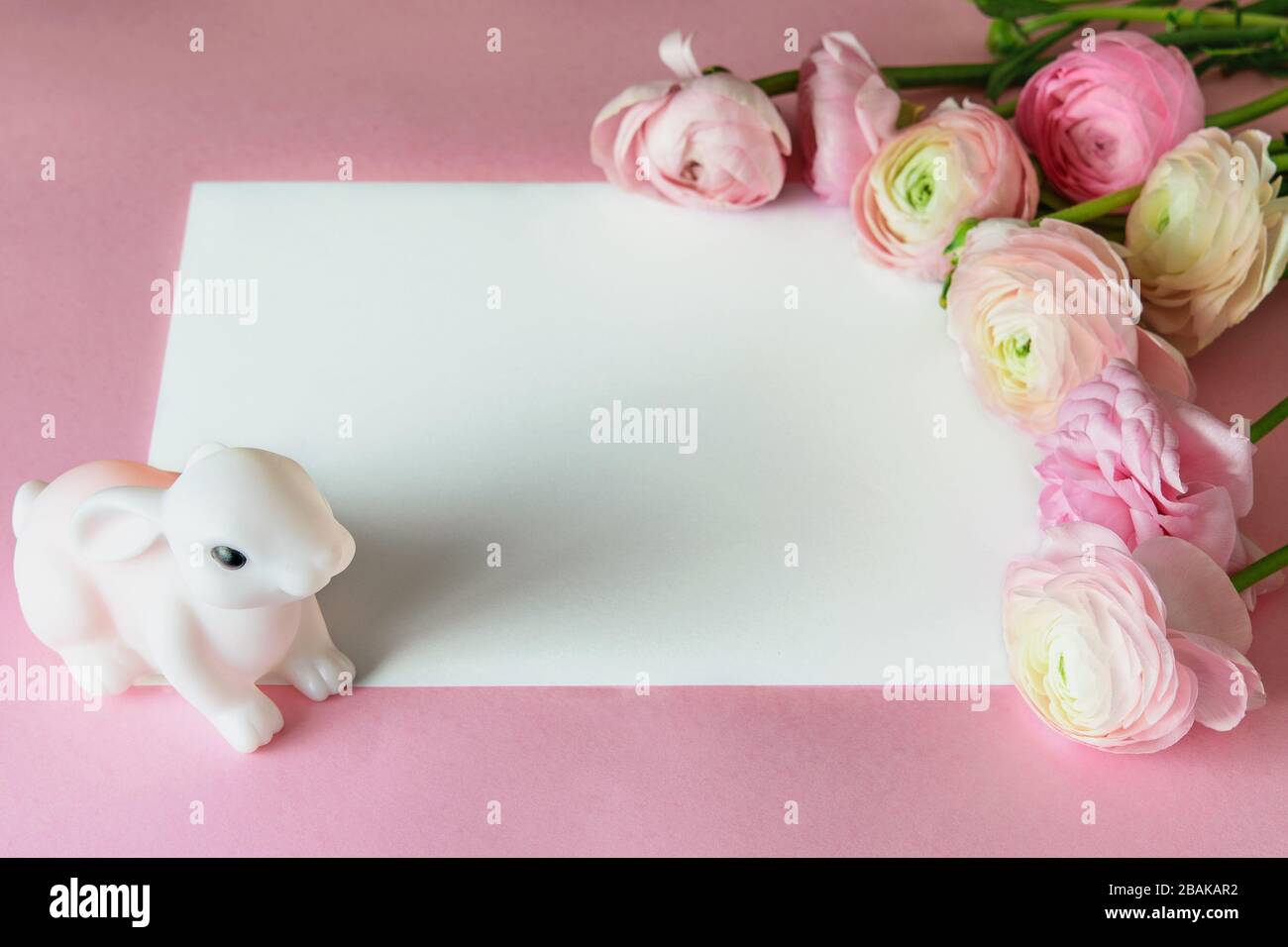 Nice pink greeting card with white space for text, decorated with tender bouquet of fresh ranunculus or buttercup. Ranunculus asiaticus or Buttercup p Stock Photo