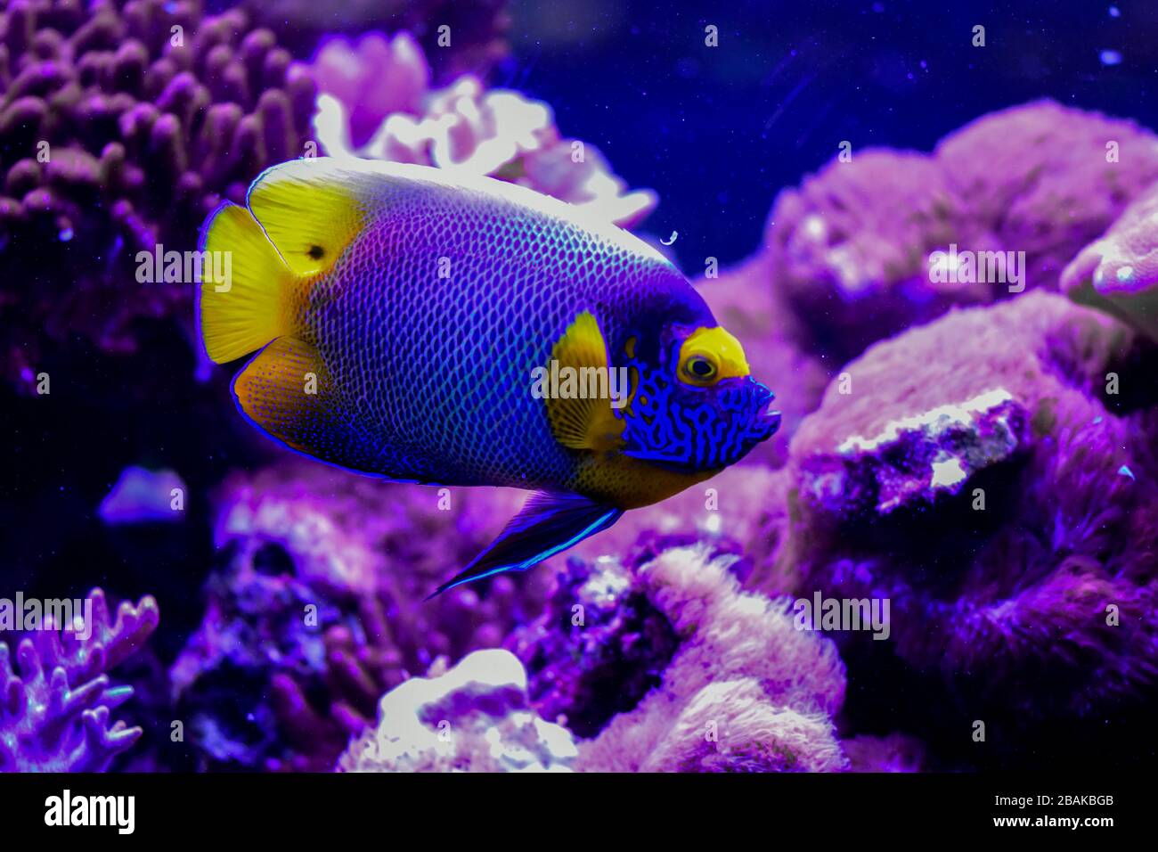 Pomacanthus xanthometopon, the blueface angelfish or the yellowface angelfish from  Indo-Pacific Stock Photo