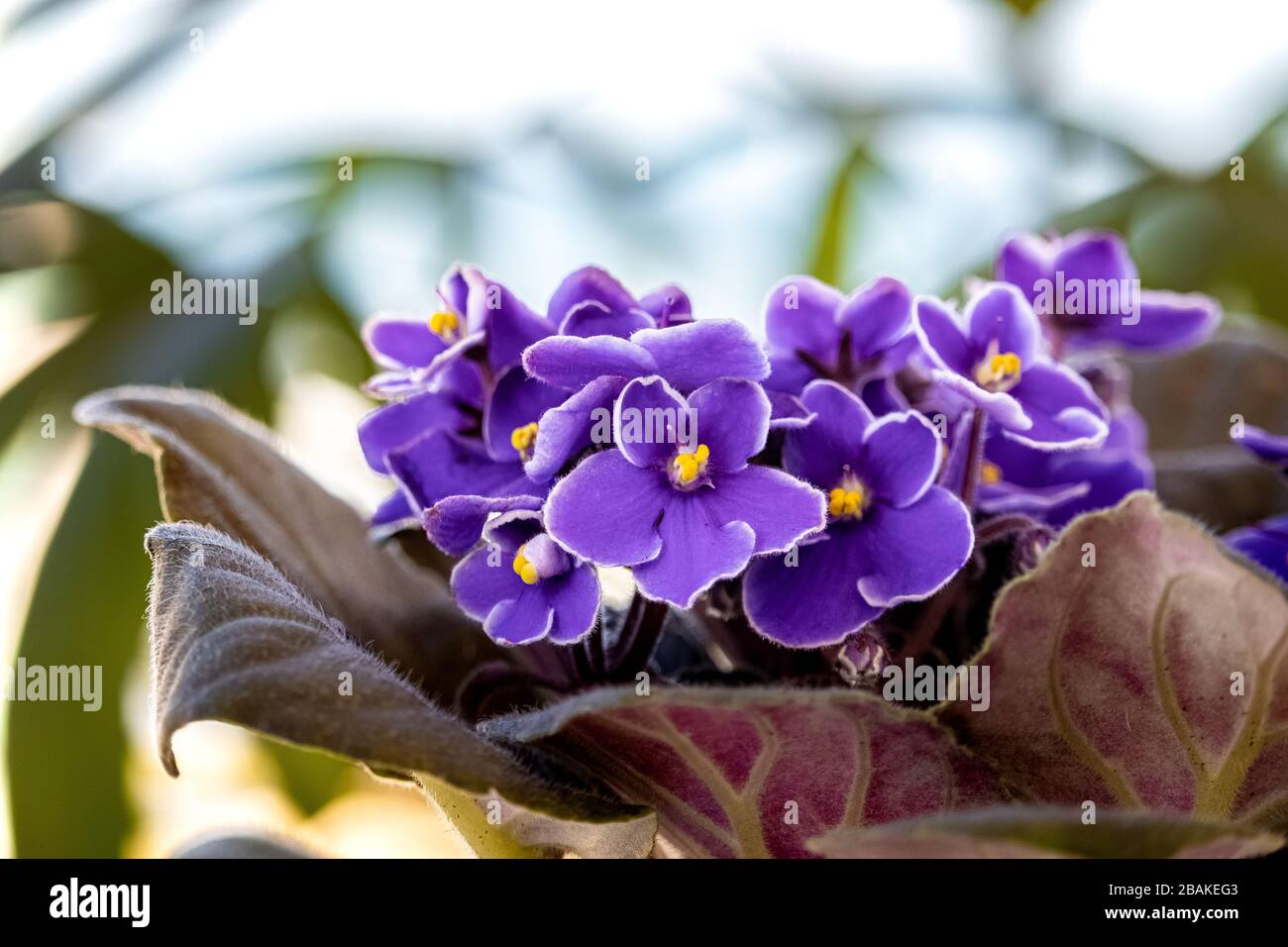 Violeta africana hi-res stock photography and images - Alamy