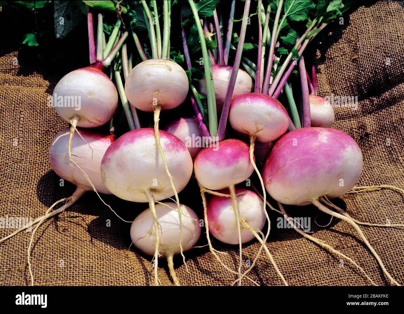 Turnip, 'Purple Top White Globe', harvested from a backyard home garden in Pennsylvania Stock Photo