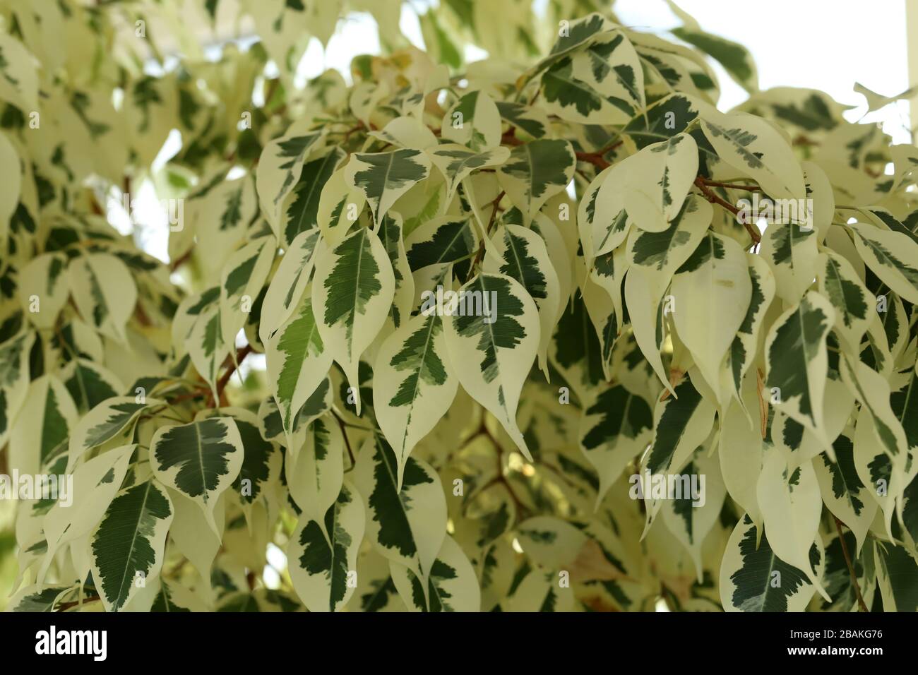 A houseplant with a zoomed in view to show it colours. Stock Photo