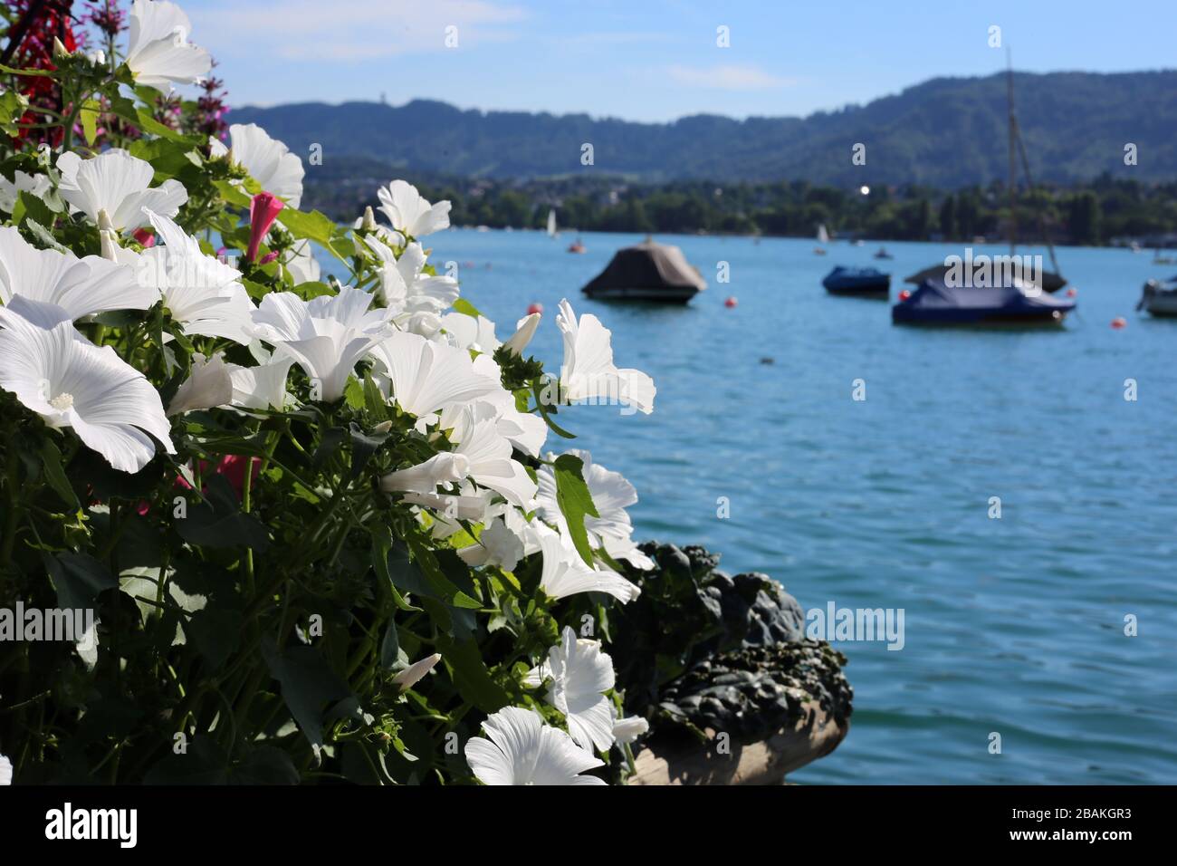 Limmat river located in Zürich, Switzerland, July 2018. In this photo you can see white petunia flowers in the foreground and turquoise river water... Stock Photo