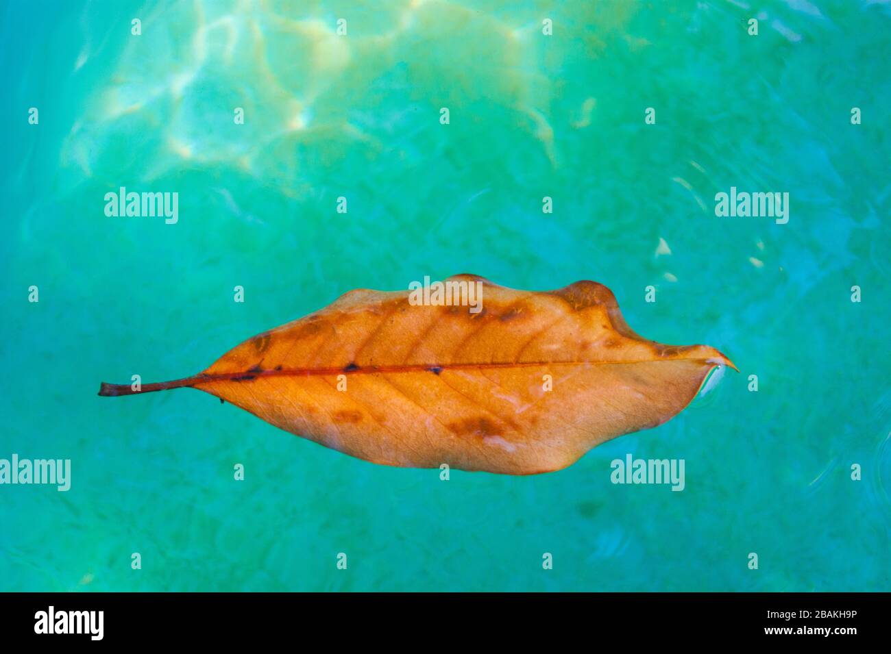 A beautiful orange leaf swims in clear turquoise water. Contrast. Autumn. Stock Photo
