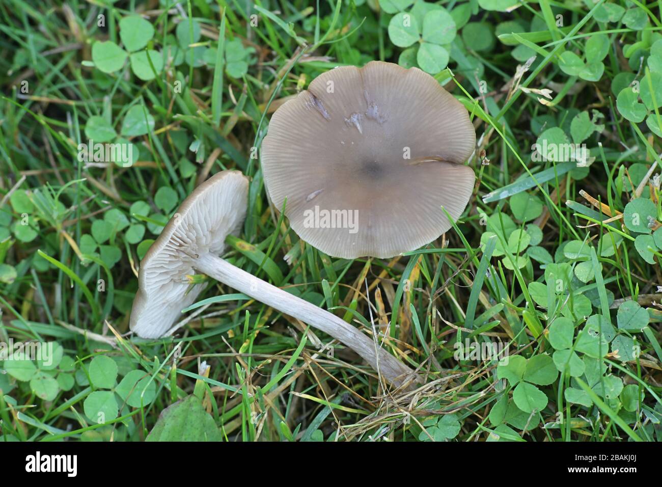 Entoloma sericeum, commonly known as the silky pinkgill, wild mushroom from Finland Stock Photo