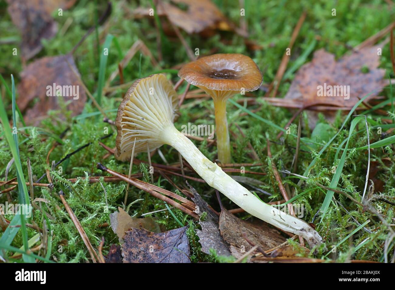 Hygrophorus hypothejus, known as herald of the winter,  late fall waxy cap or yellow-gilled waxcap, edible mushrooms from Finland Stock Photo