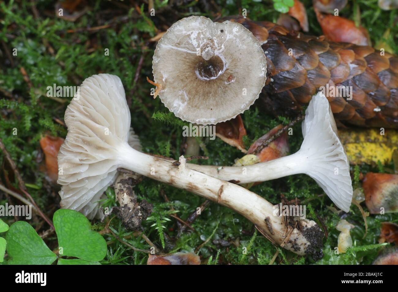 Hygrophorus olivaceoalbus, known as the olive wax cap, mushrooms from Finland Stock Photo