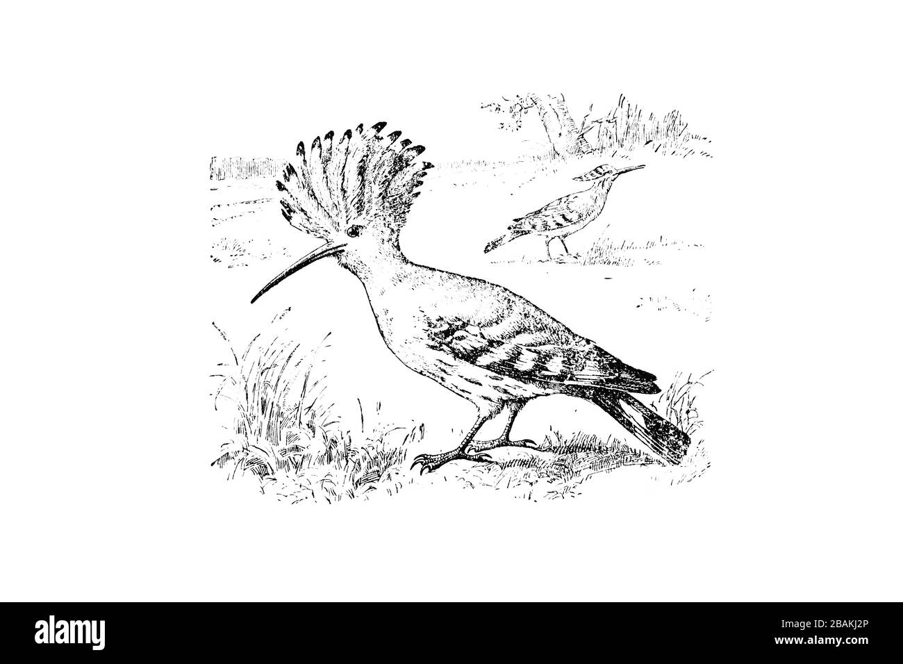 HOOPOE (Upupa epops) - Vintage Engraved Illustration 1889 Stock Photo