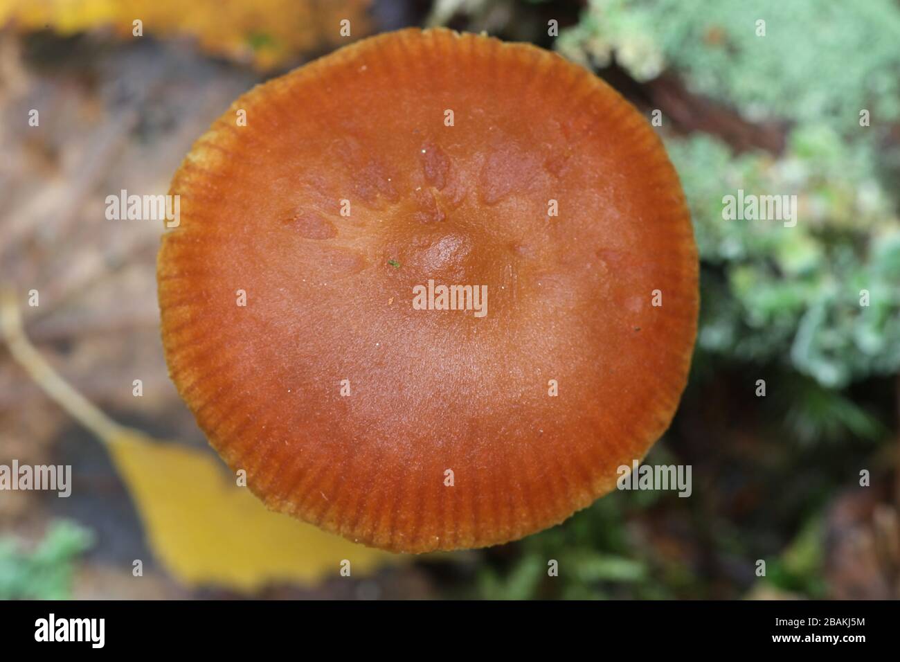 Cortinarius gentilis, known as conifer webcap, wild mushroom from Finland Stock Photo