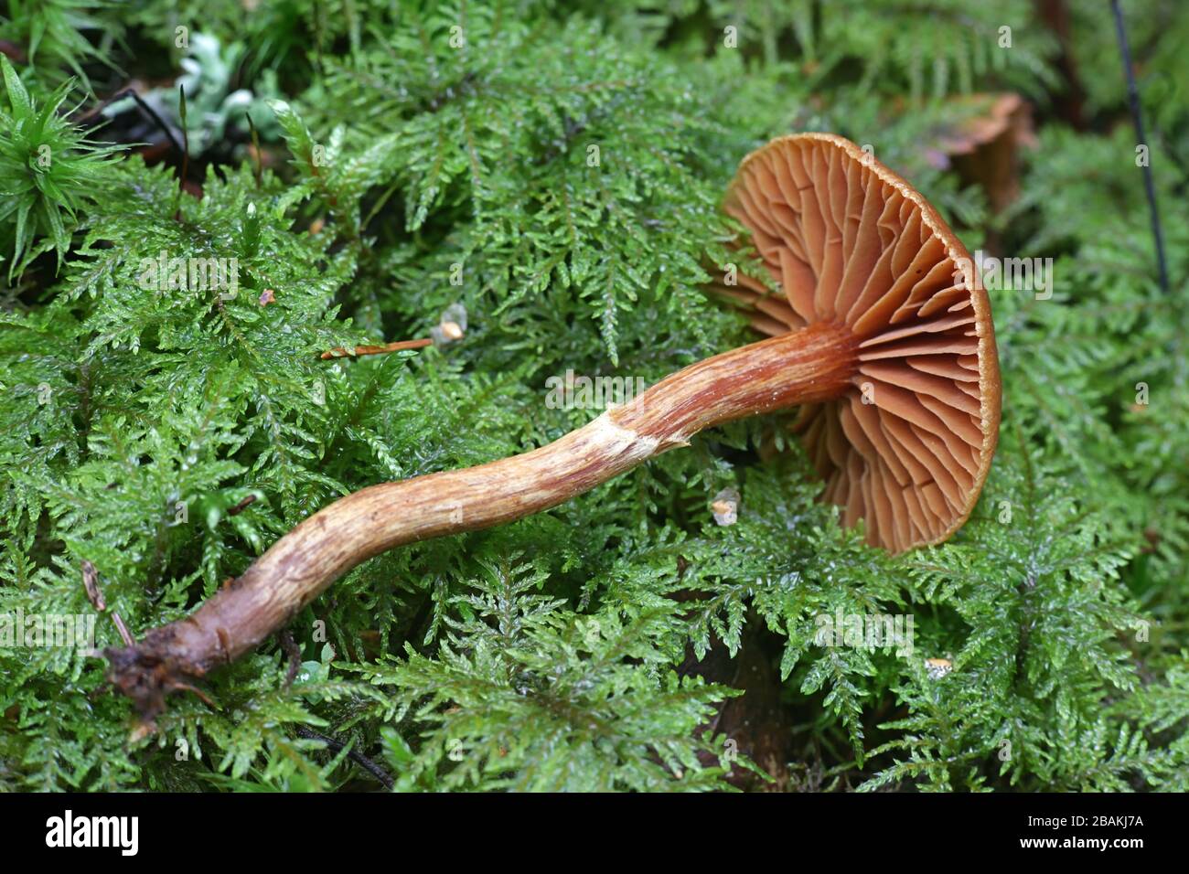 Cortinarius gentilis, known as conifer webcap, wild mushrooms from Finland Stock Photo