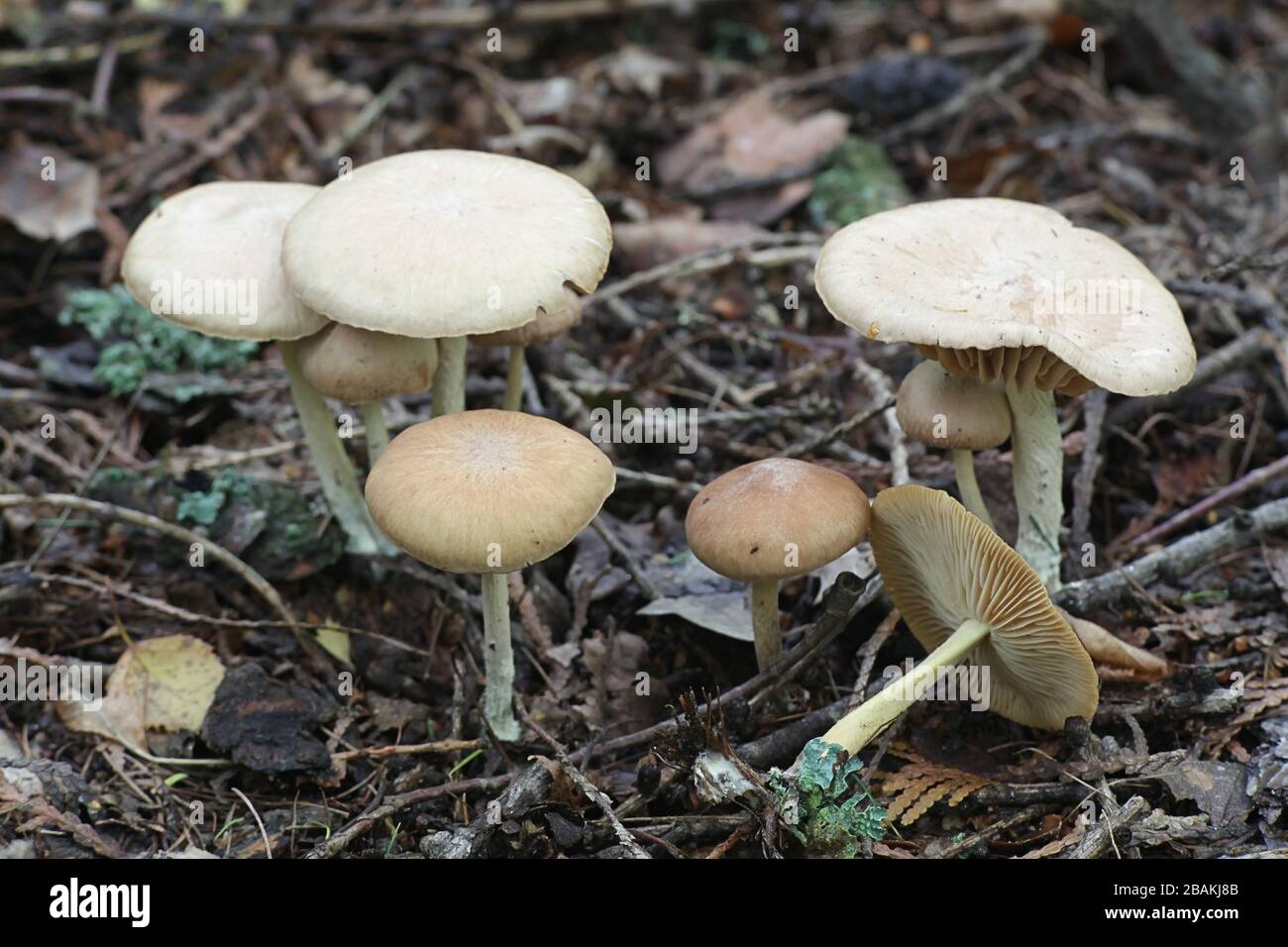 Gymnopus peronatus, known as wood woolly-foot, wild mushrooms from Finland Stock Photo