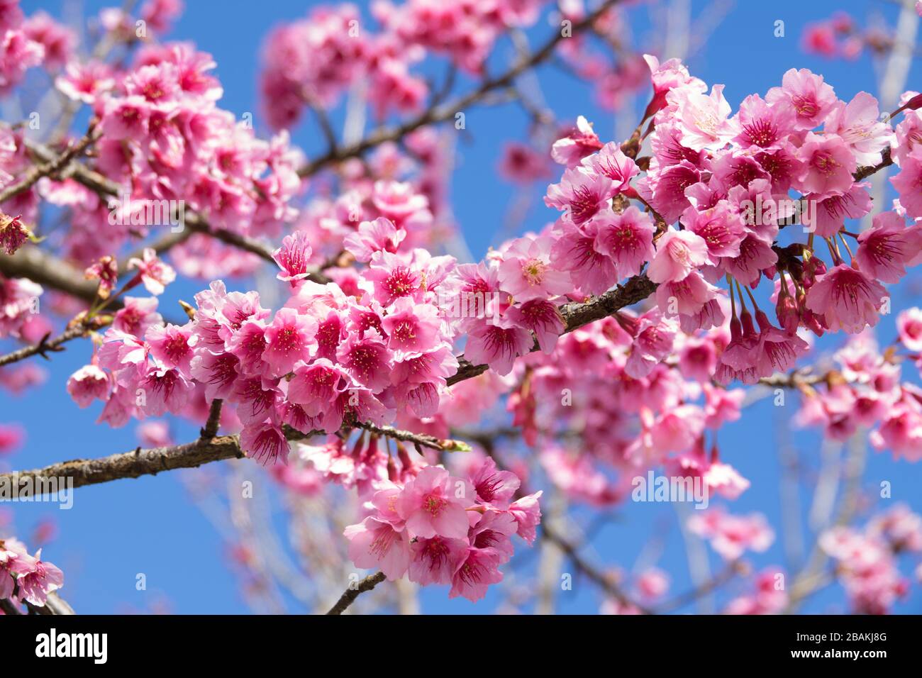 Closeup of Wild Himalayan Cherry (Prunus cerasoides) or thai sakura flower Stock Photo