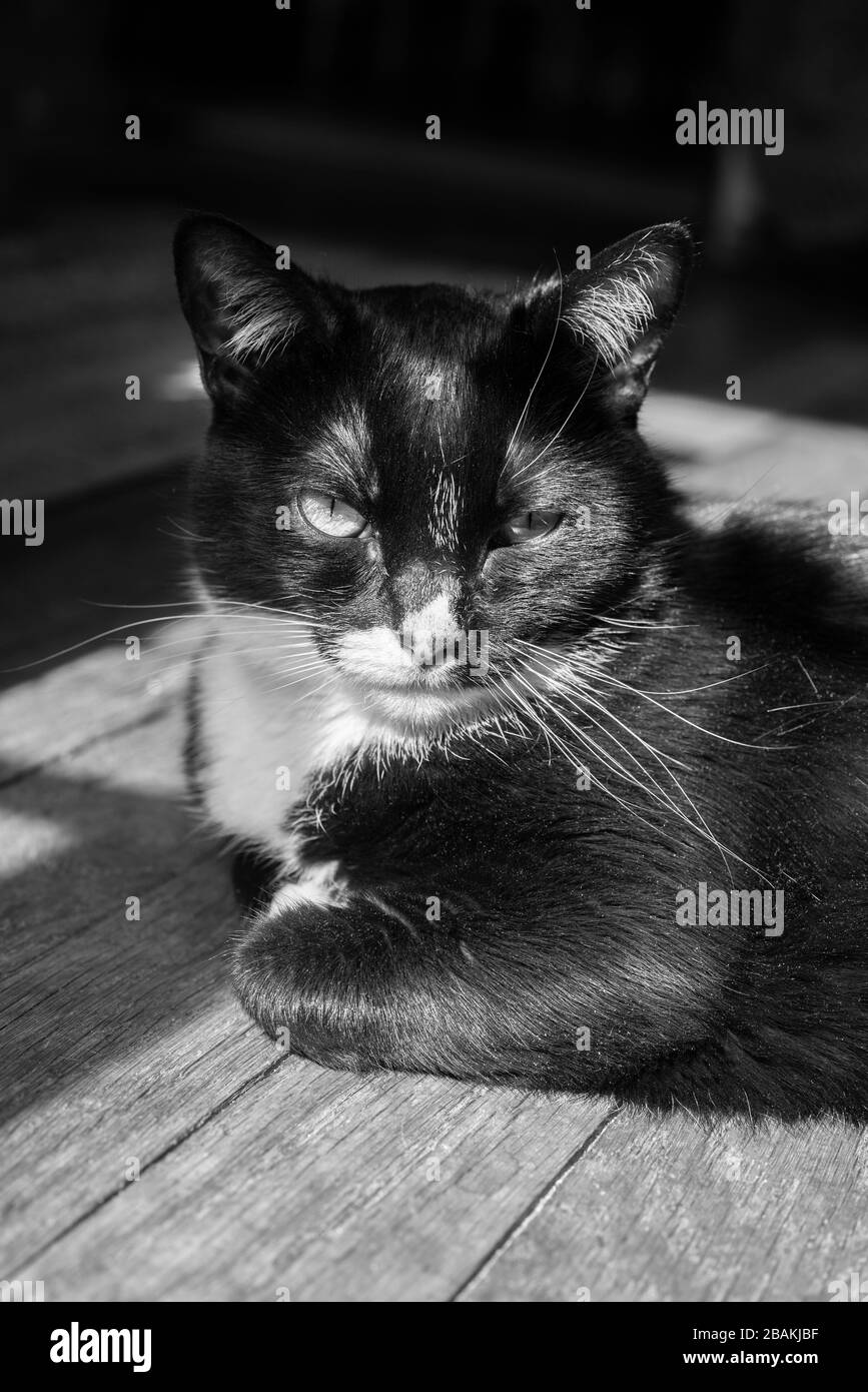 Chat Noir Et Blanc High Resolution Stock Photography And Images Alamy Chat Noir Et Blanc High Resolution Stock Photography And Images Alamy
