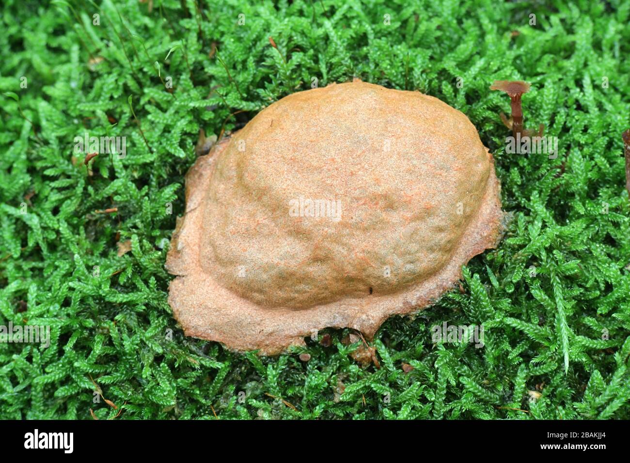 Fuligo luteonitens, a plasmodial slime mold, aethalium photographed in Finland Stock Photo