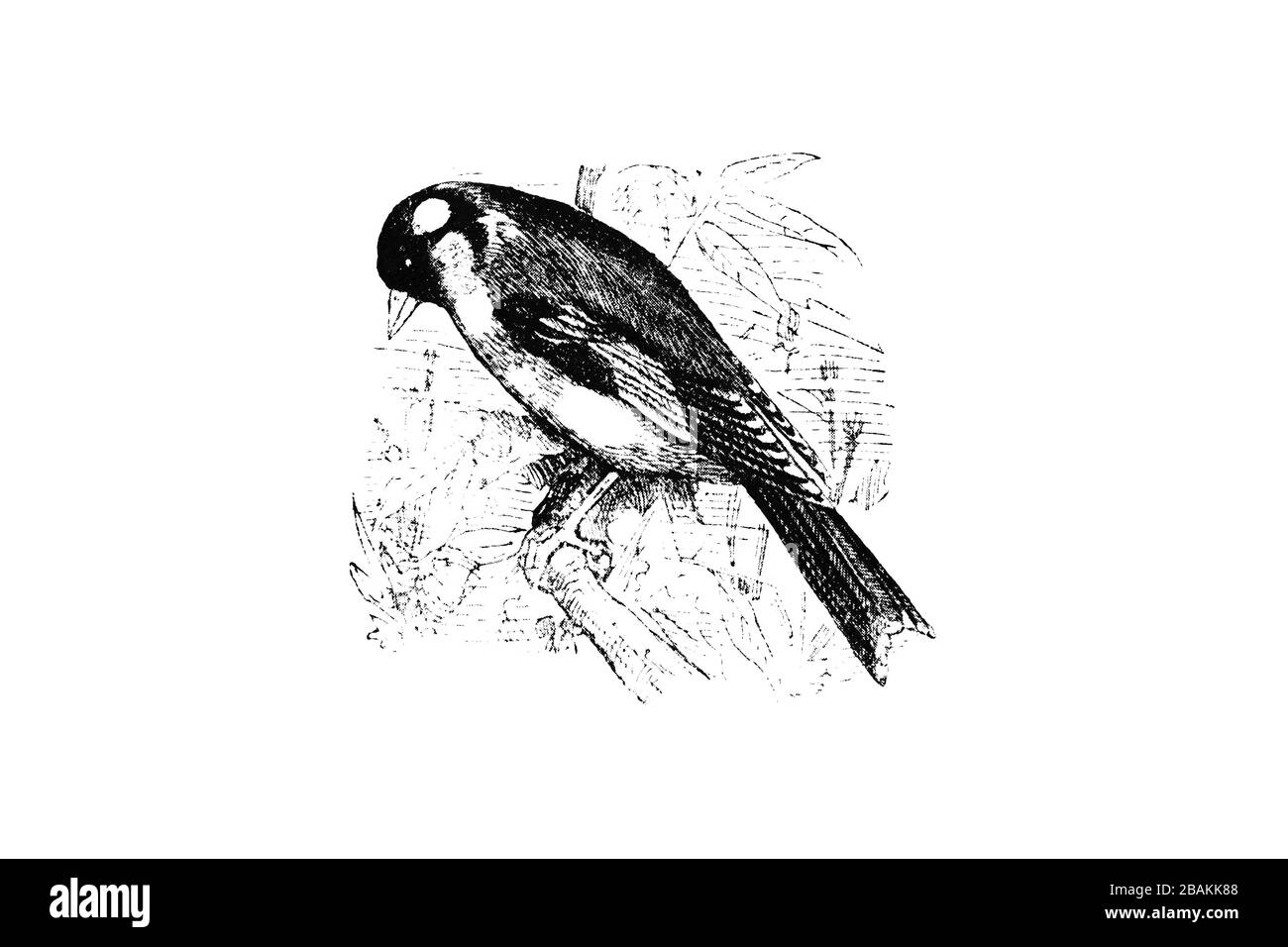 GOLDFINCH (Fringilla carduelis) - Vintage Engraved Illustration 1889 Stock Photo