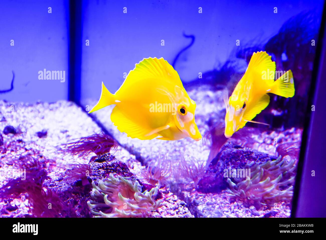 The yellow tang (Zebrasoma flavescens), salt water yellow aquarium fish