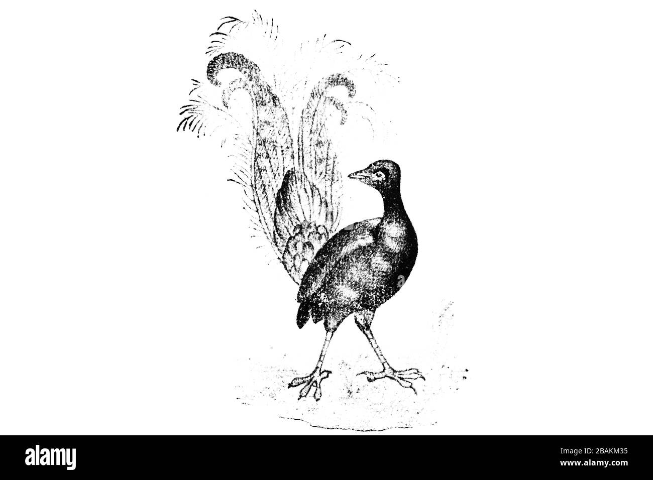 LYREBIRD (Menura superba) - Vintage Engraved Illustration 1889 Stock Photo