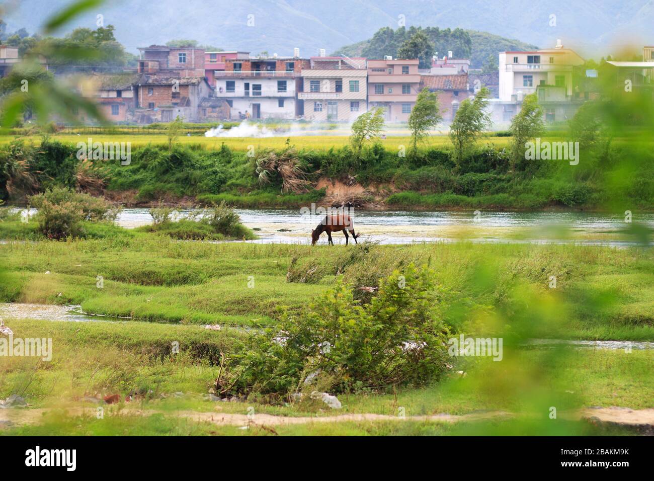 A horse is grazing in the grass Stock Photo