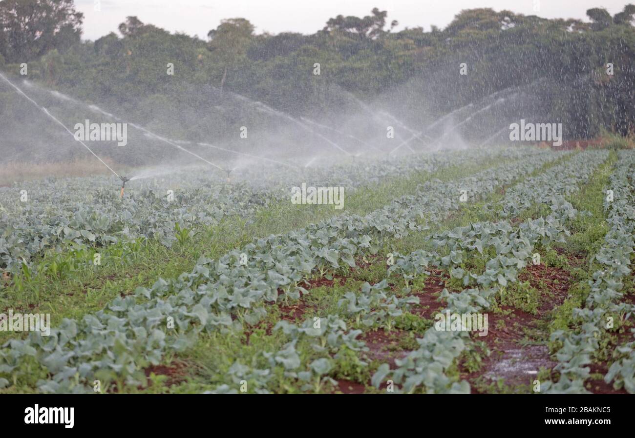 Campo Mourao Pr 27 03 2020 Produtores Rurais Nao Param Com O Covid19 Even With The Pandemic Caused By The Coronavirus Rural Producers In Campo Mourao In The Midwest Region Of Parana