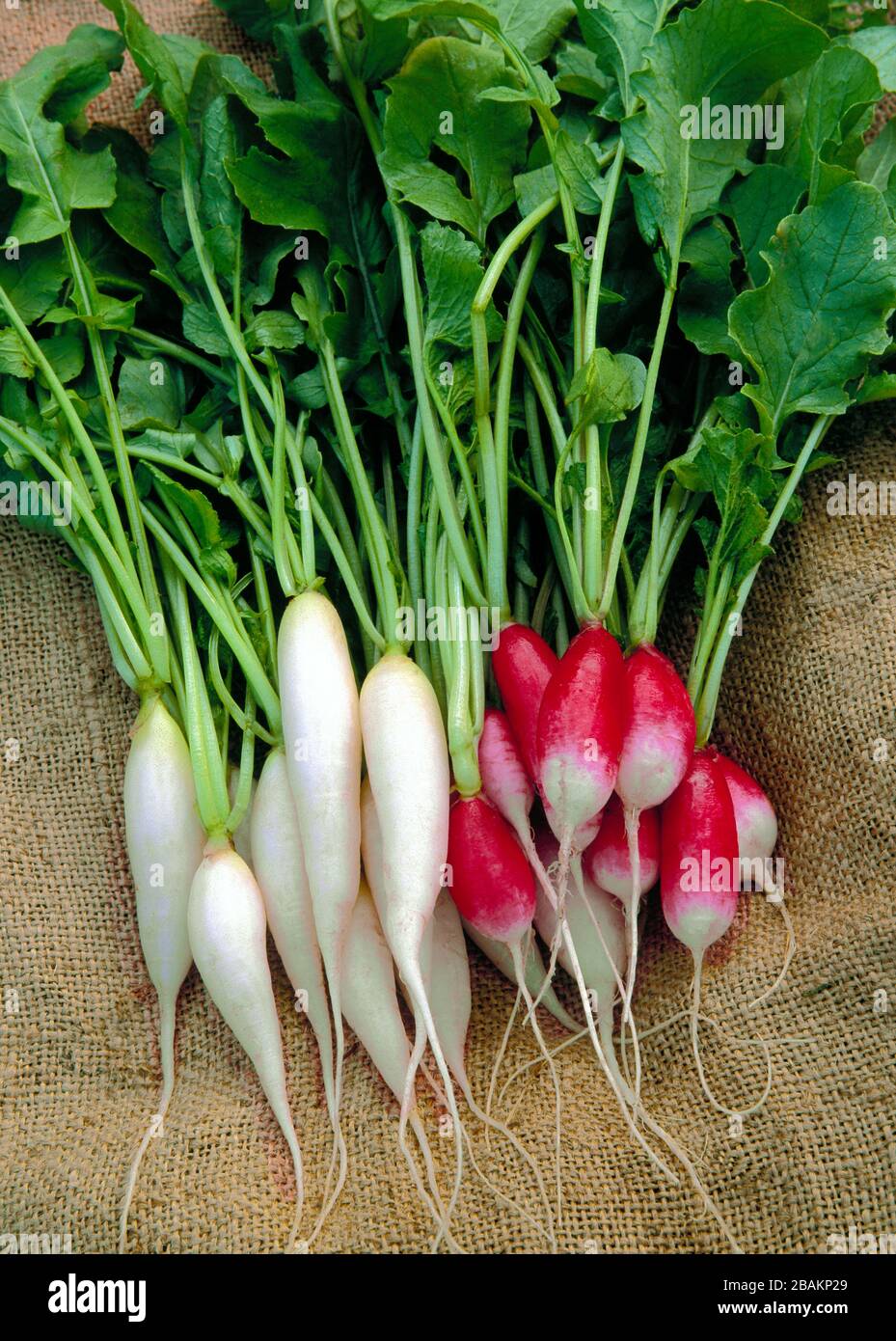 Icicle and French Breakfest Radish Raphanus sativus harvested from a backyard home garden in Pennsylvania Stock Photo