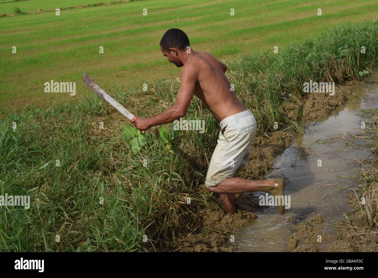 Person, man, Harvest Rice, 2014, Cuba Stock Photo