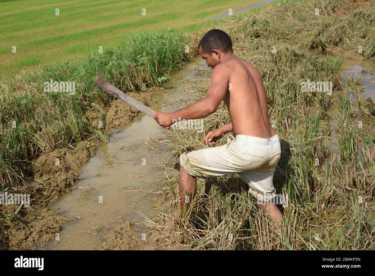 Person, man, Harvest Rice, 2014, Cuba Stock Photo