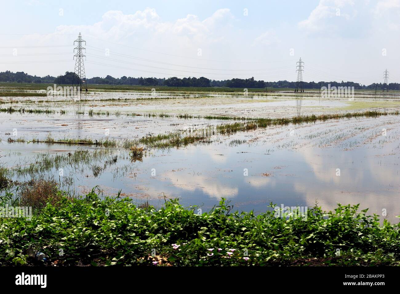 Clouds reflected in the water logged rice fields Stock Photo - Alamy