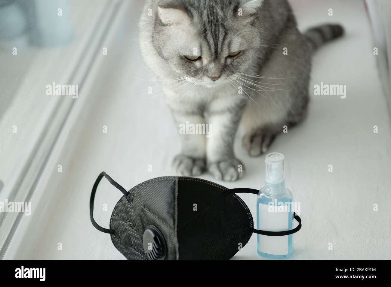 A gruff gray striped young cat sits on a windowsill near a black mask respirator and a sanitizer antiseptic. The concept of self-isolation, stay at ho Stock Photo