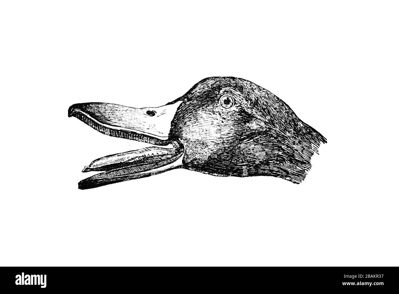 DUCK Head Vintage Engraved Illustration 1889 Stock Photo Alamy