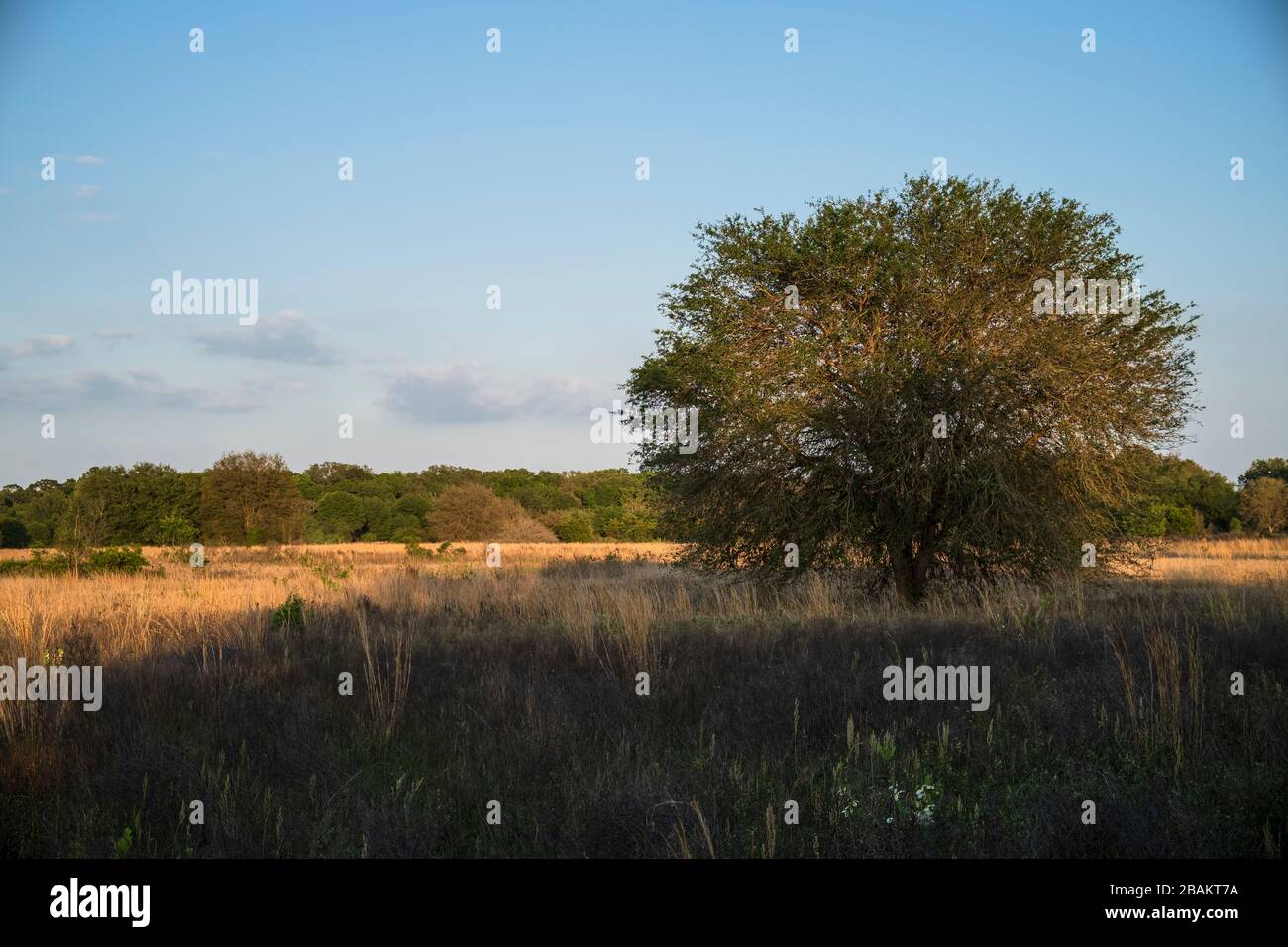 Halpata Tastanaki Nature Preserve landscape. Public use area open land. Dunnellon, Florida Stock Photo