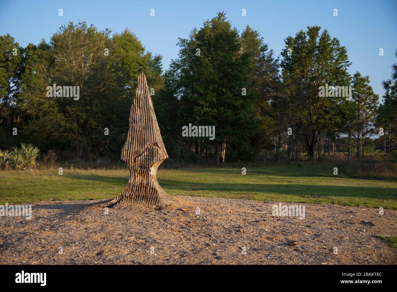 Halpata Tastanaki Nature Preserve. Wood sculpture left behind from large tree which was removed. Dunnellon, Florida. Stock Photo