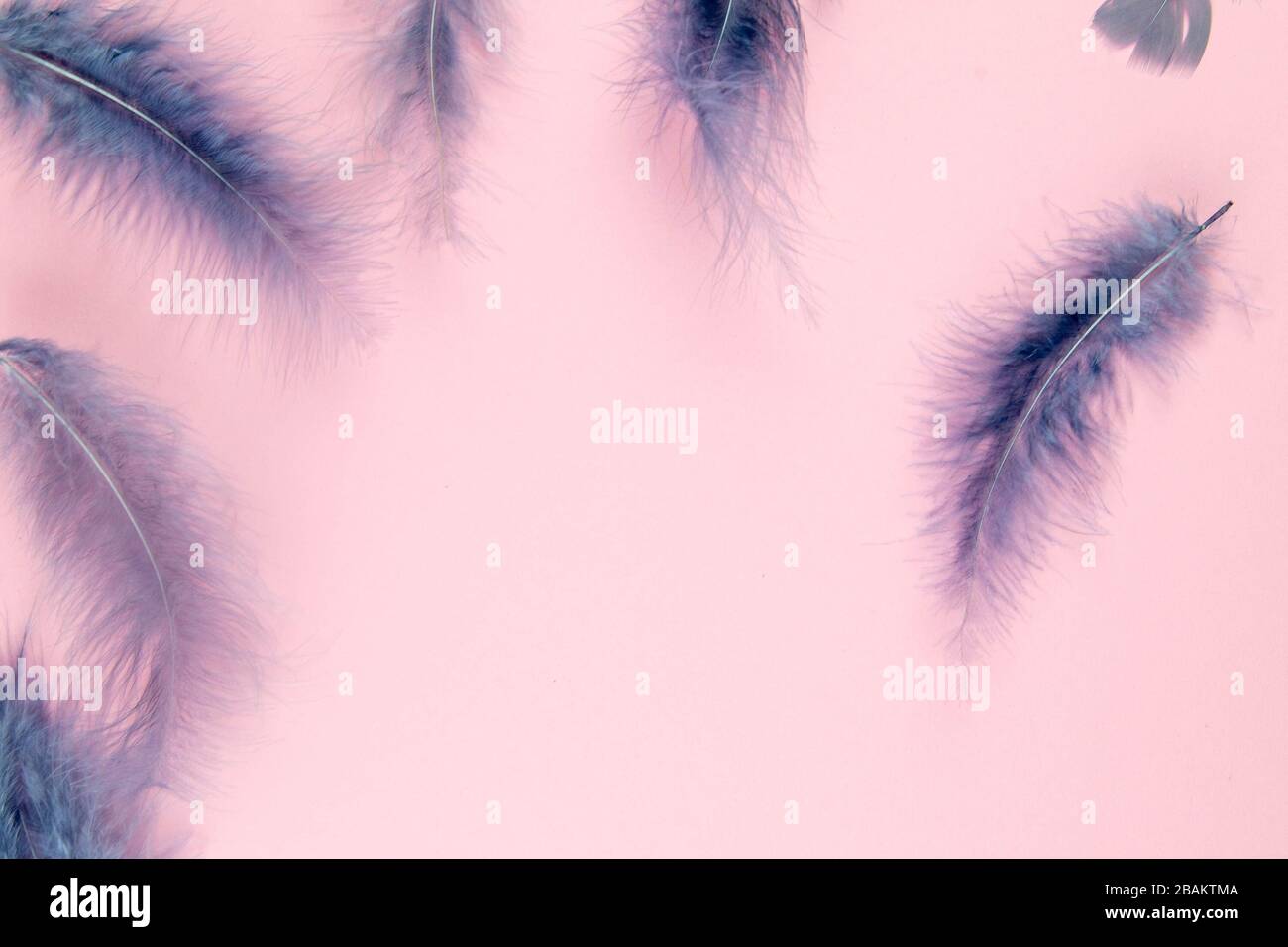 Beautiful blue feather on pinc background Stock Photo