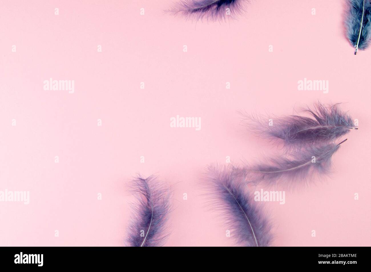 Beautiful blue feather on pinc background Stock Photo
