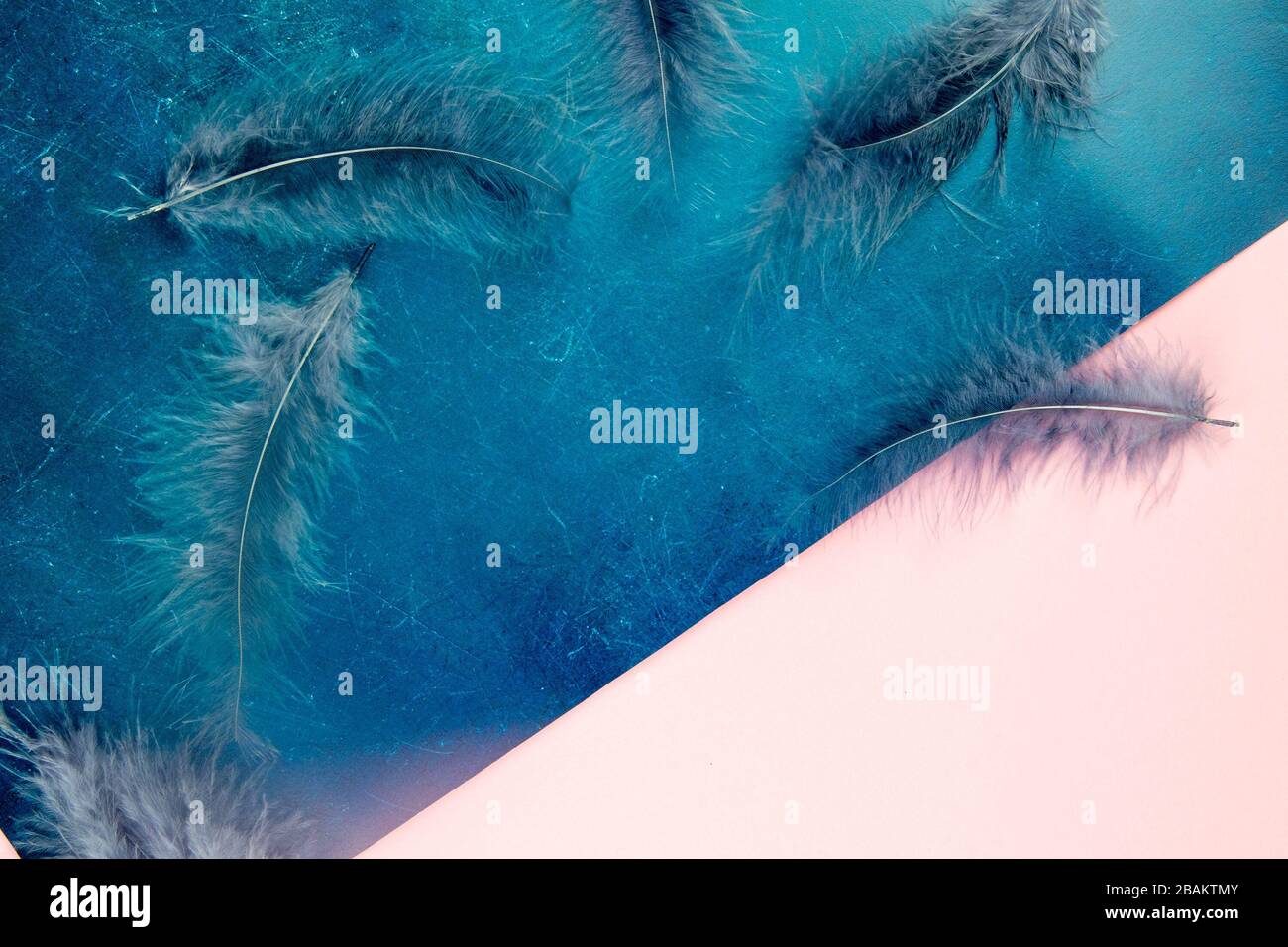 Beautiful blue feather on pinc-blue background Stock Photo