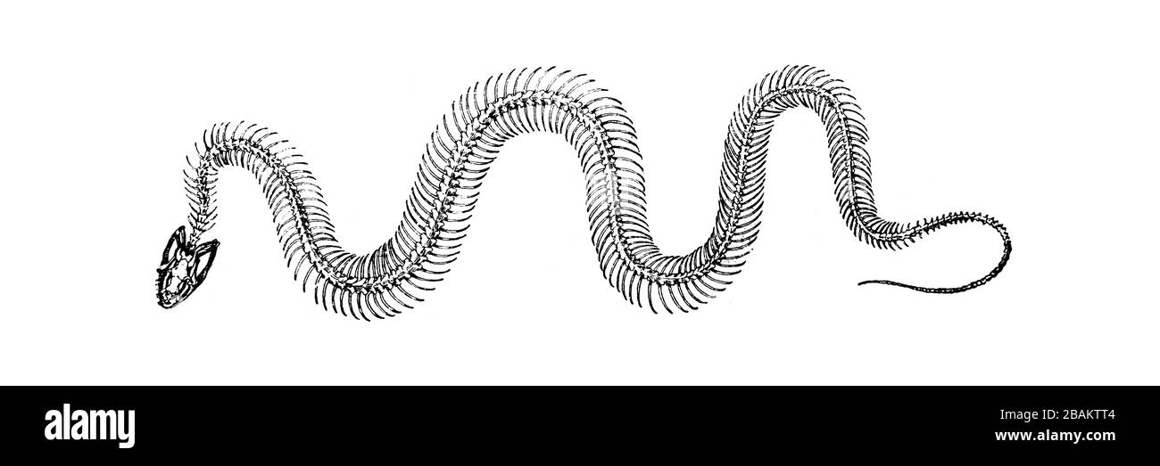 SNAKE SKELETON - Vintage Engraved Illustration 1889 Stock Photo