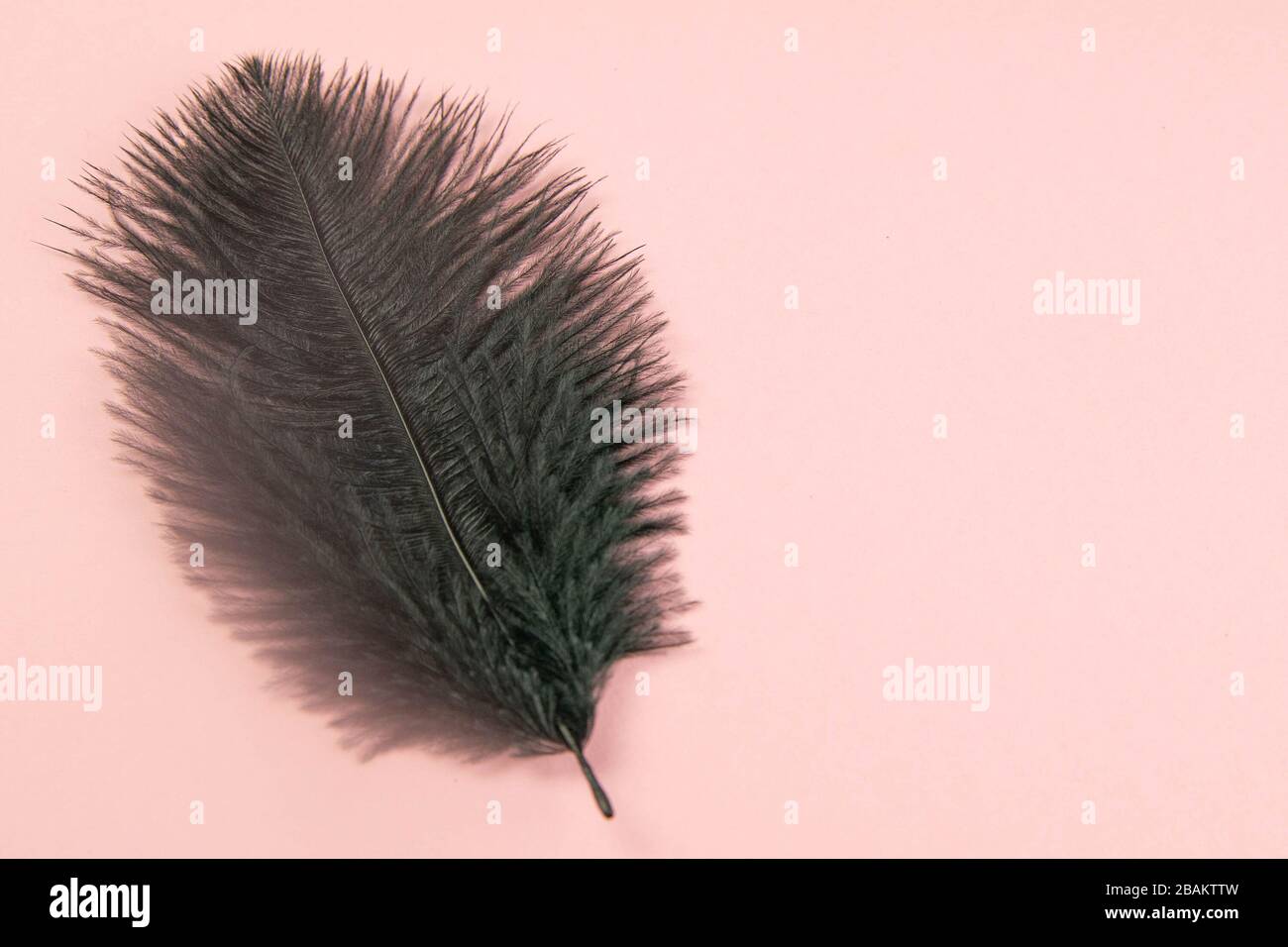 Beautiful black feather on pinc background Stock Photo