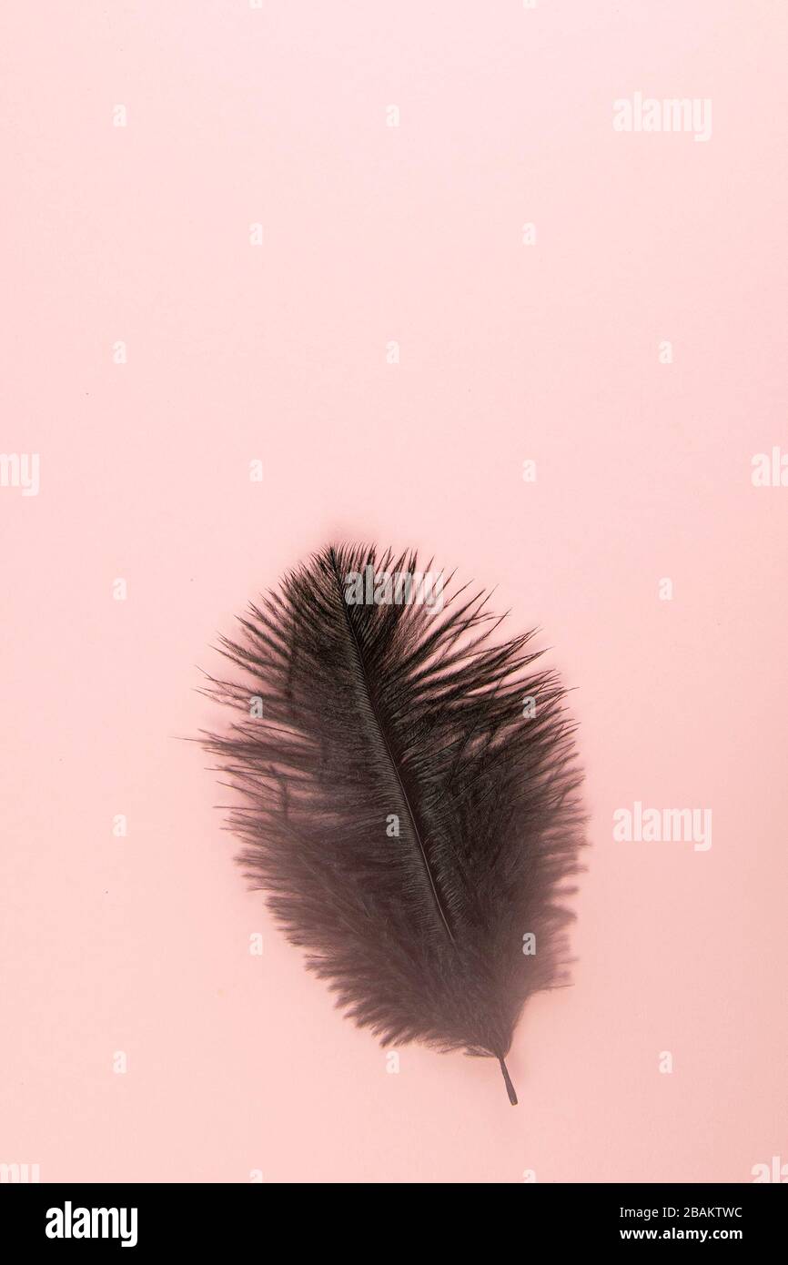 Beautiful black feather on pinc background Stock Photo