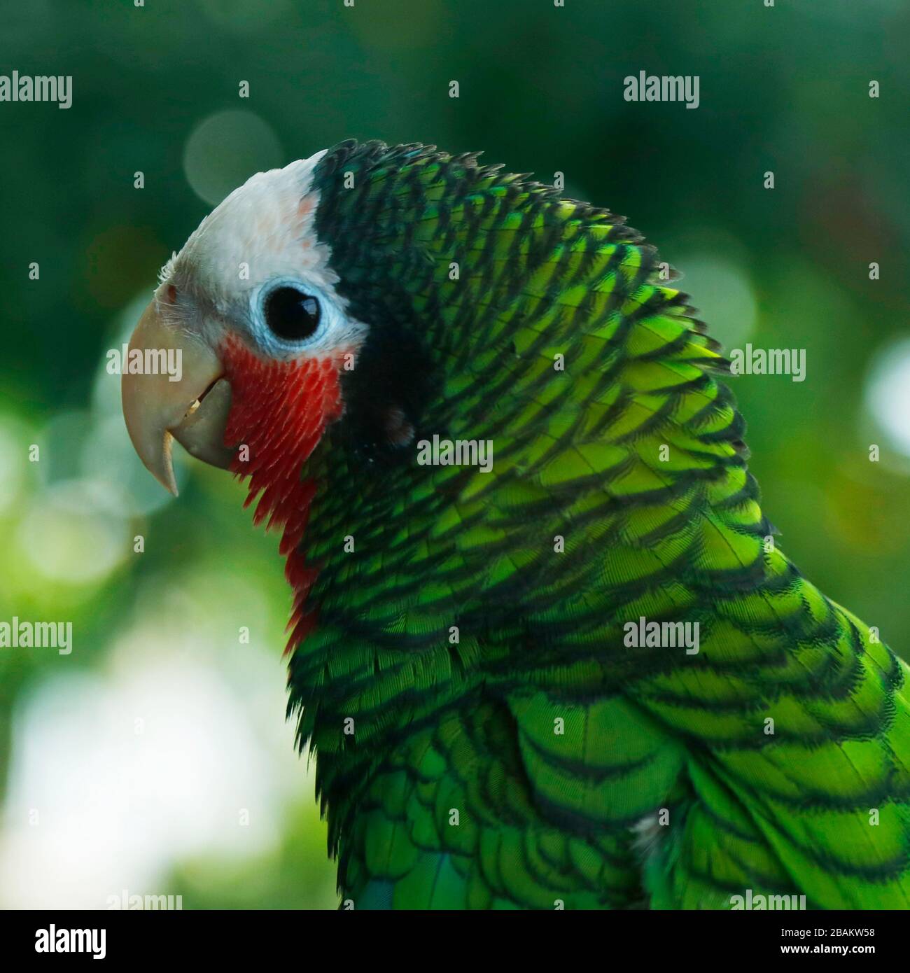 rose-throated amazon parrot in close up Stock Photo