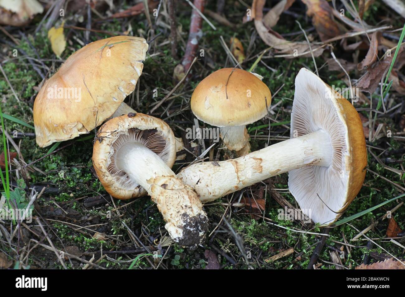 Cortinarius triumphans, also known as the birch webcap, or yellow girdled webcap Stock Photo
