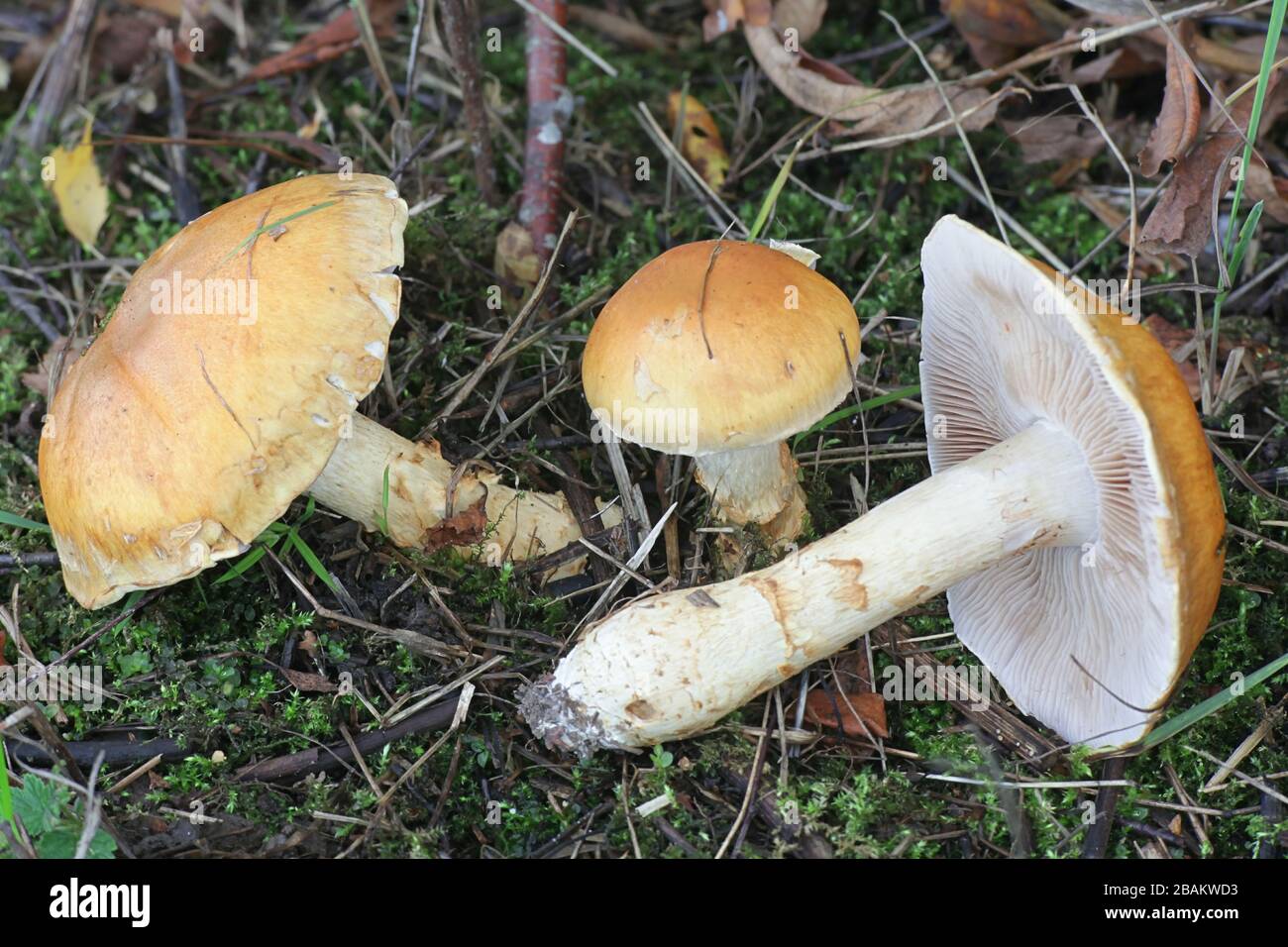 Cortinarius triumphans, also known as the birch webcap, or yellow girdled webcap Stock Photo