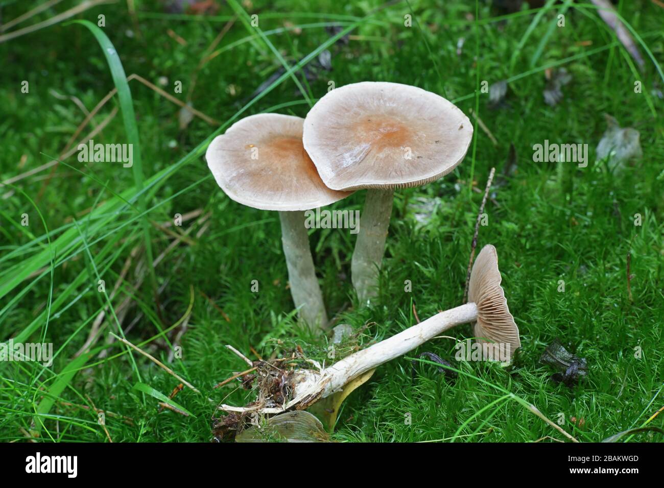 Hebeloma mesophaeum, known as  veiled poisonpie or poison pie, wild mushroom from Finland Stock Photo