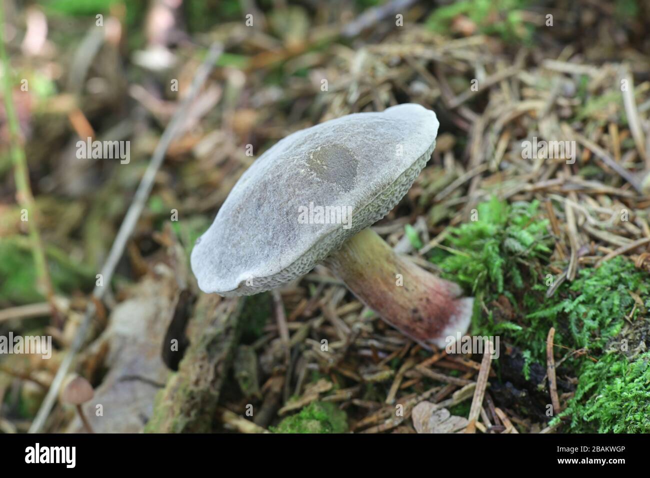 Xerocomus subtomentosus, known as suede bolete, brown and yellow bolet, boring brown bolete or yellow-cracked bolete, wild mushroom from Finland Stock Photo