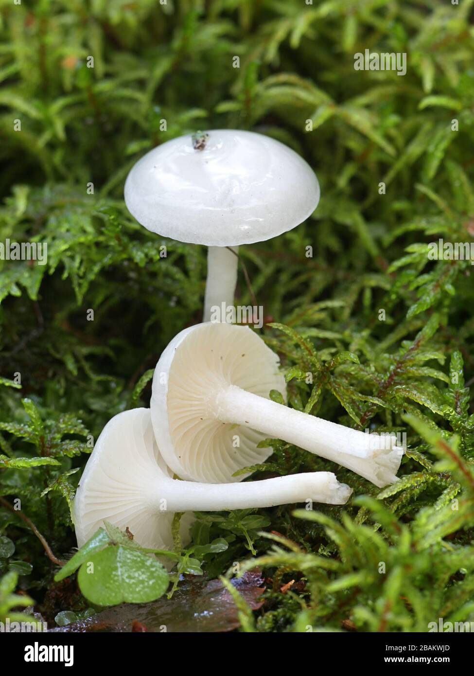 Hygrophorus piceae, white woodwax mushroom from Finland Stock Photo