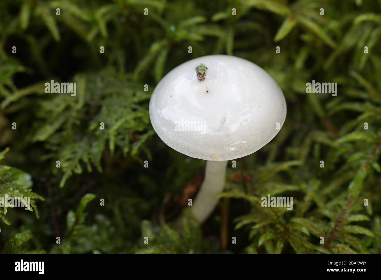 Hygrophorus piceae, white woodwax mushroom from Finland Stock Photo
