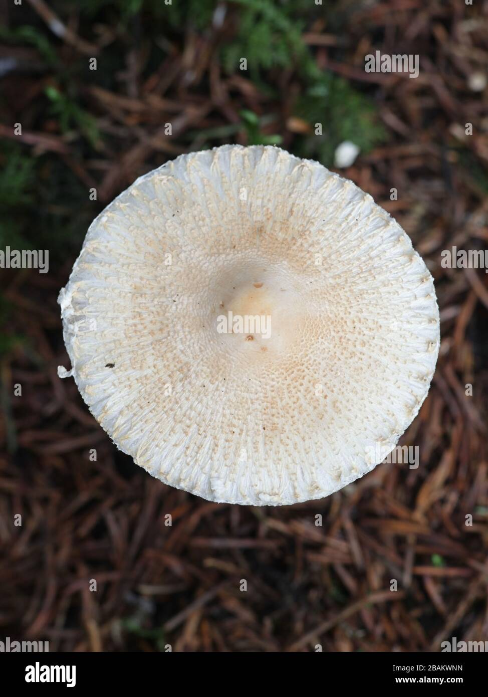 Lepiota clypeolaria, known as the shield dapperling or the shaggy-stalked Lepiota, poisonous mushrooms from Finland Stock Photo